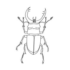 236x236 Bug Line Drawing Line Drawings Amp Printables