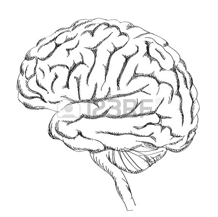 450x447 Brain Sketch. Vector Colored Hand Drawn Human Brain. Line Work