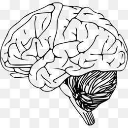 260x260 Hand Drawn Brain Png Images Vectors And Psd Files Free