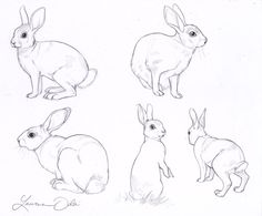 236x195 Rabbit Drawing