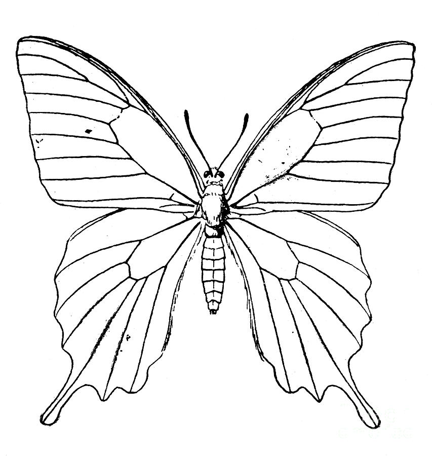 853x900 Butterfly Photograph By Granger