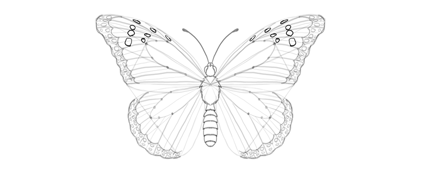 850x346 How To Draw A Butterfly Step By Step