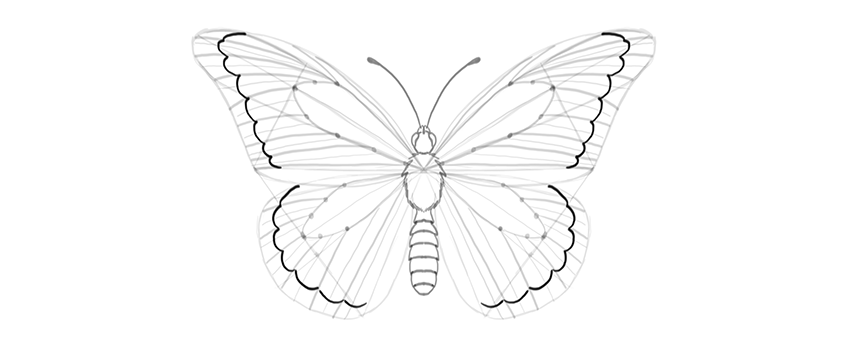 850x346 How To Draw A Butterfly Step By Step