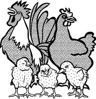 Line Drawing Chicken at GetDrawings | Free download