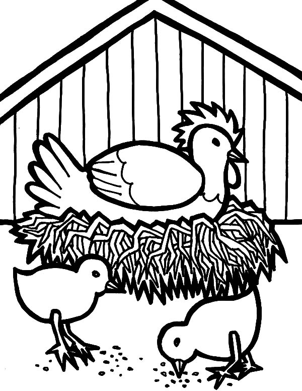 600x776 Chicken Coops