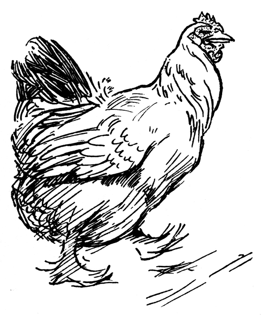 544x640 Chicken Clipart Etc