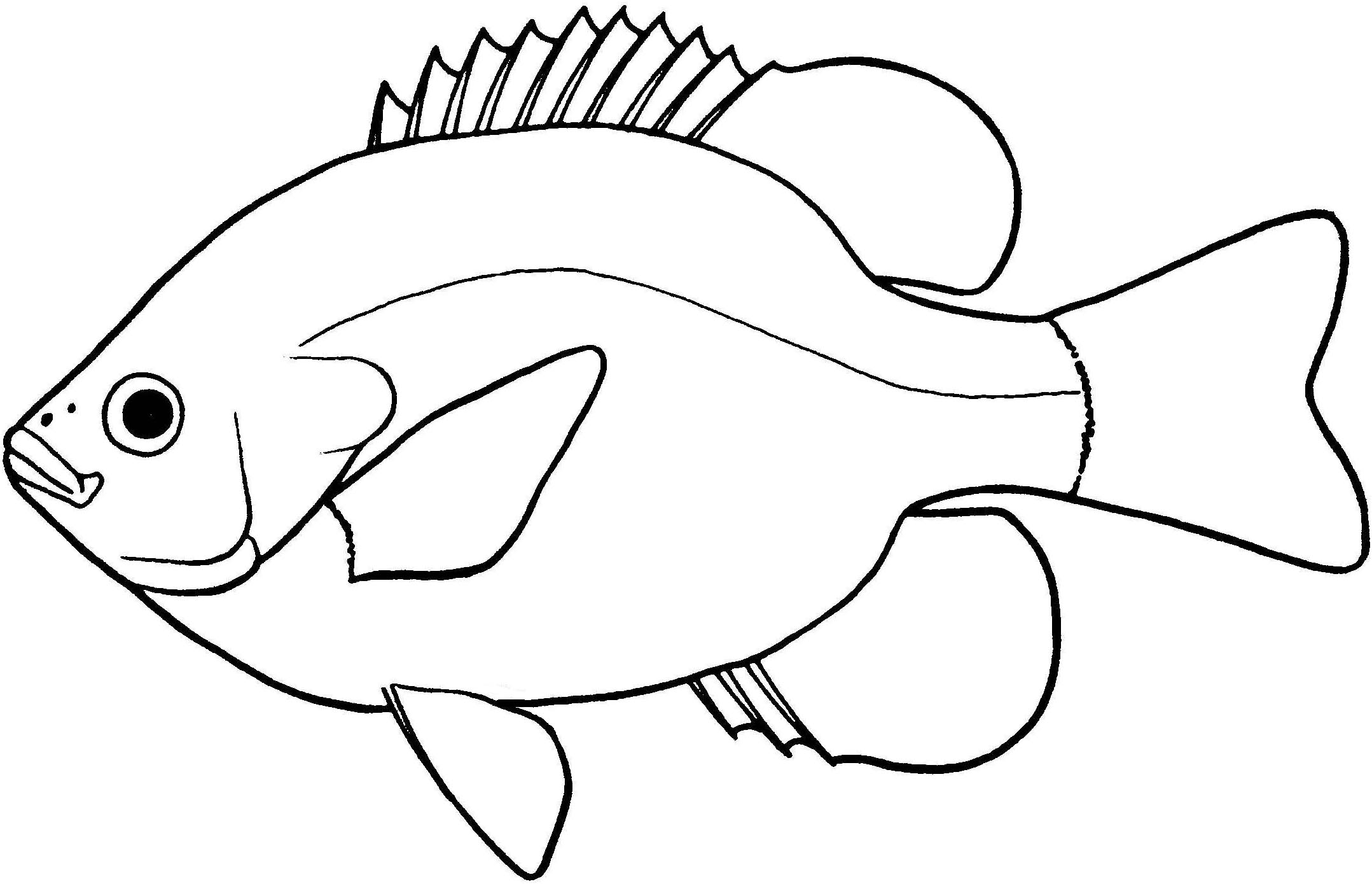 2157x1389 Fish Line Drawing Group