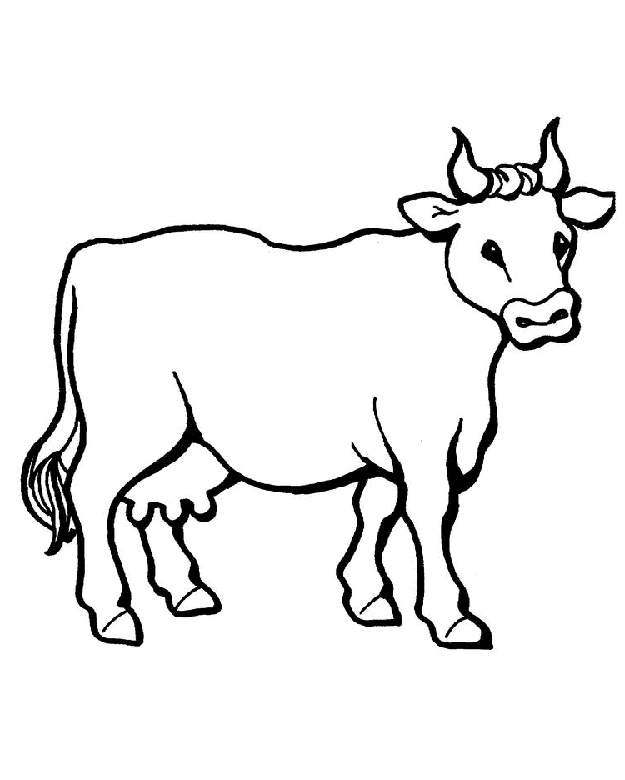 625x780 Cow Pictures For Kids