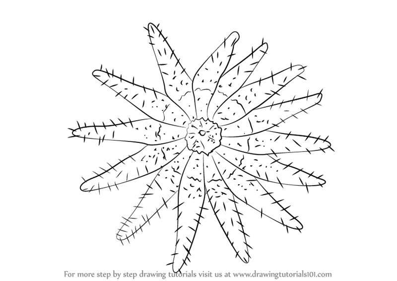 800x566 Learn How To Draw A Crown Of Thorns Starfish (Starfishes) Step By