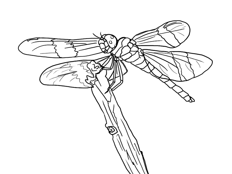 800x600 Free Dragonfly Coloring Page 18