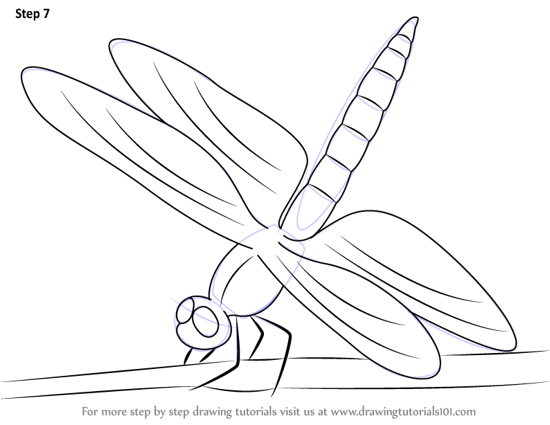 794x614 Learn How To Draw A Dragonfly (Insects) Step By Step Drawing