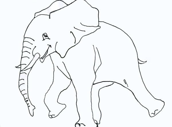 600x445 Elephant Drawings