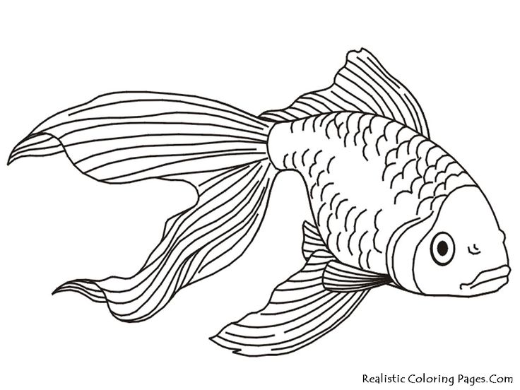 736x552 Fish Drawings Images Best 25 Fish Drawings Ideas On Fish