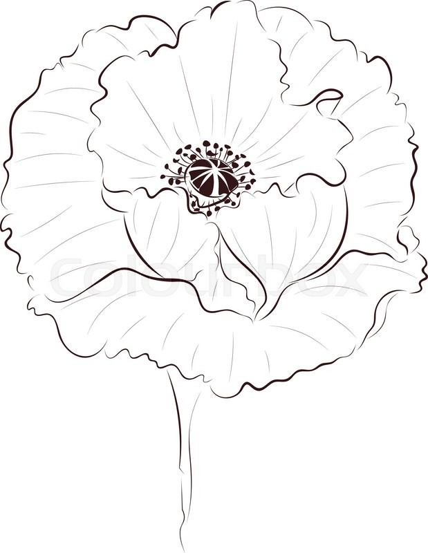 619x800 Hand Drawing Poppy Flower, Simple Line Art Illustration. Stock
