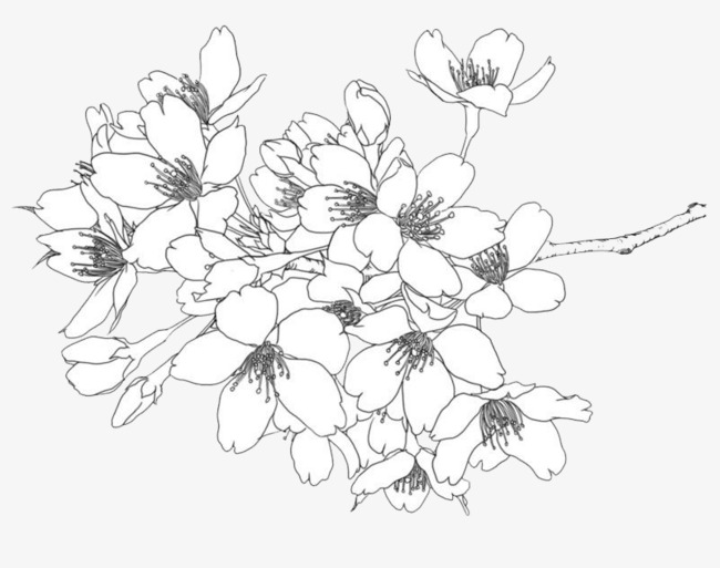 650x513 Line Drawing Flowers, Line Drawing, Mellow, Flowers Png Image