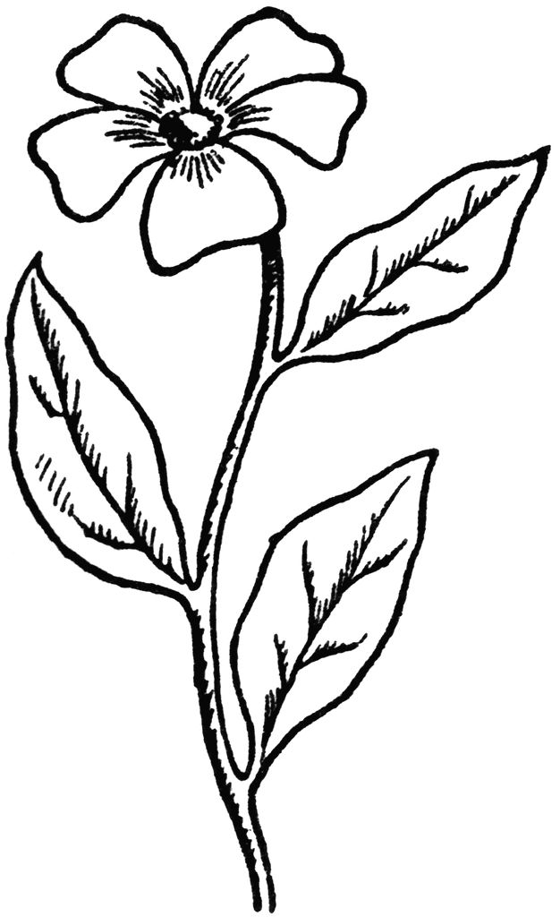 626x1024 Drawn Line Art Unique Flower