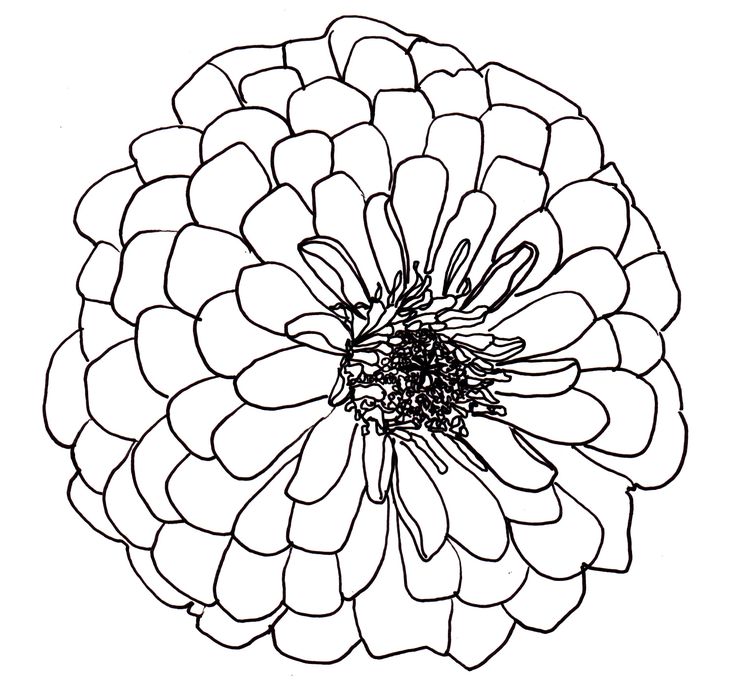 736x695 Flowers Drawings. Find This Pin And More On Flower Drawing. Great
