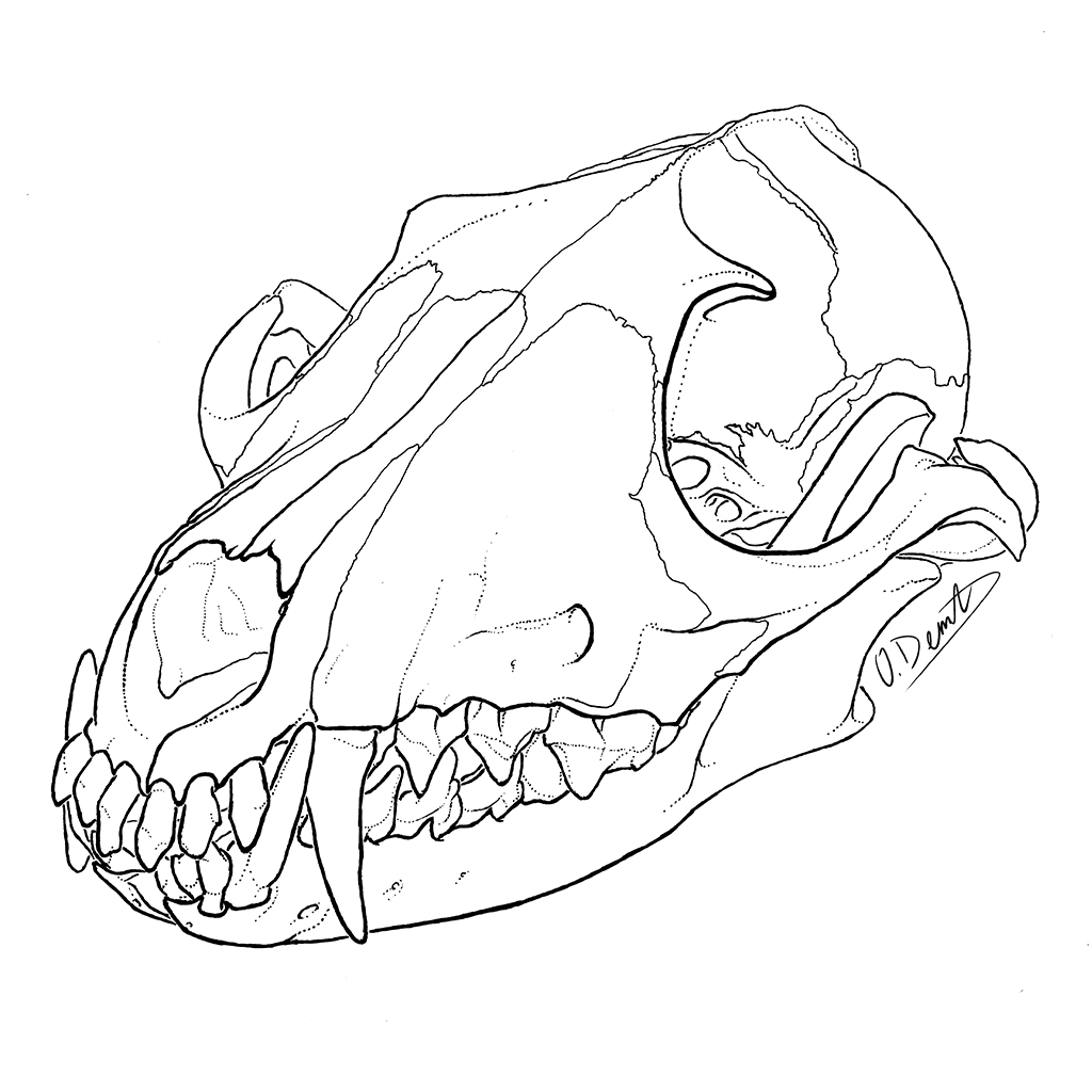 1024x1024 Red Fox Skull Oliver Demuth