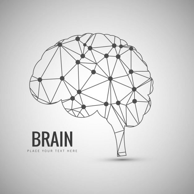 626x626 Brain Vectors, Photos And Psd Files Free Download