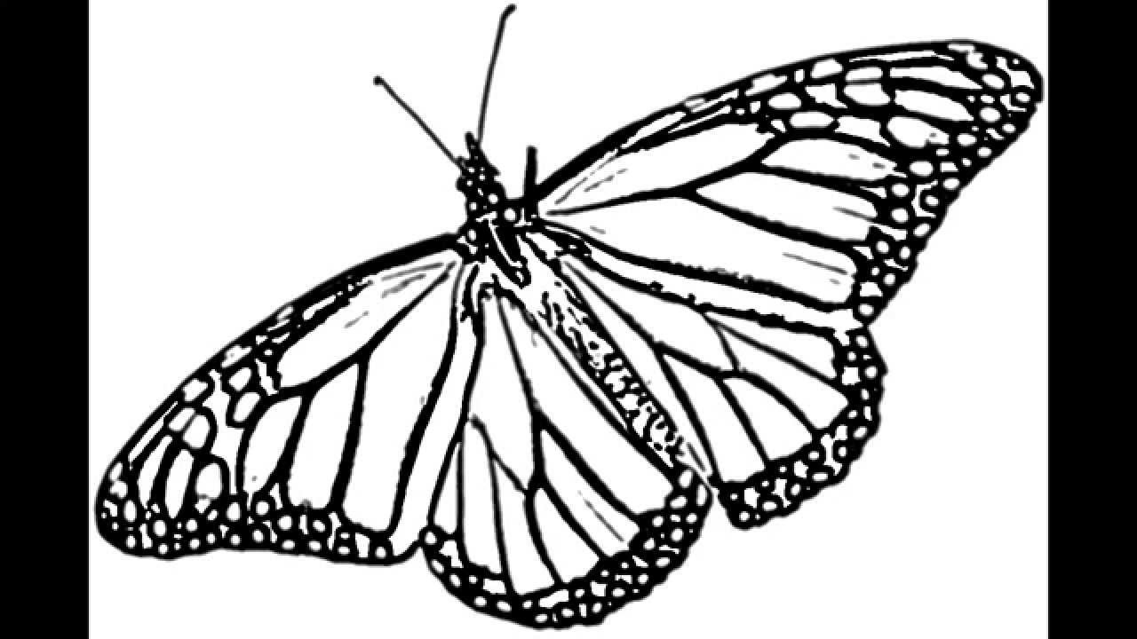 1280x720 Line Drawing Butterfly Home Plan Maker