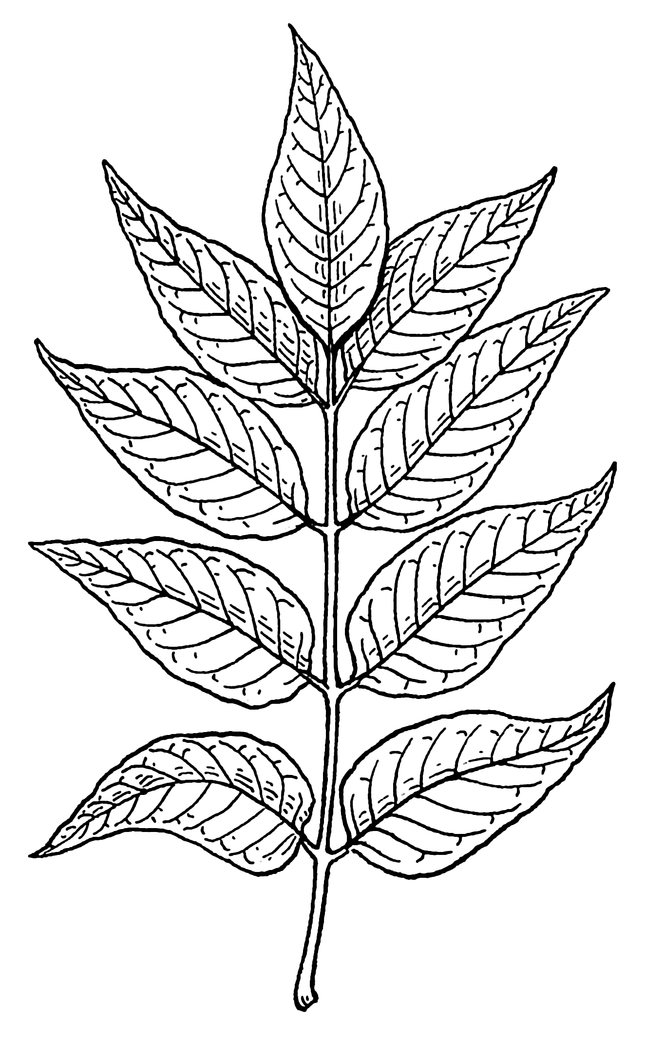 1326x2142 Fileash Leaves (Psf).png