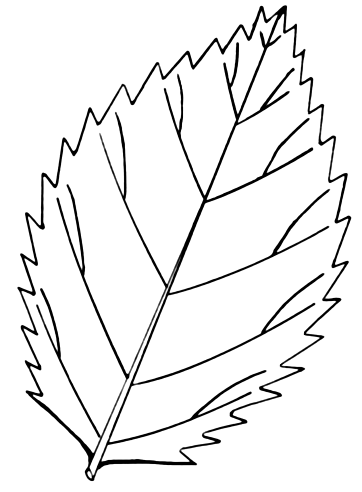 1260x1710 Fileserrated Leaf (Psf).png