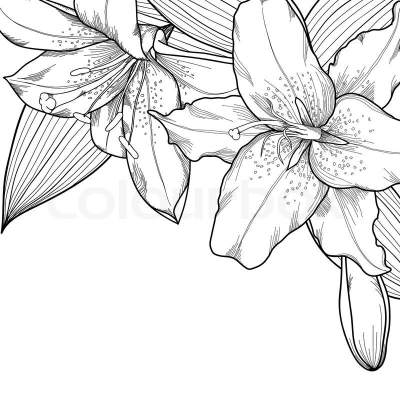 Line Drawing Lily at GetDrawings | Free download