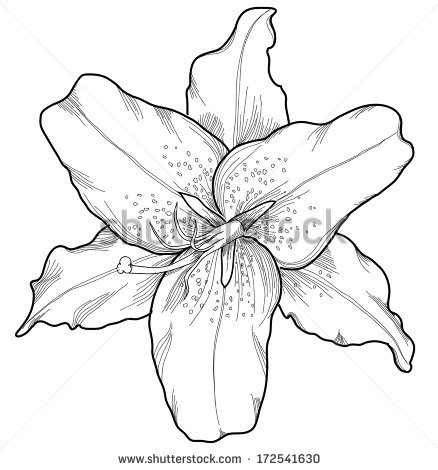 438x470 Lilies Drawing