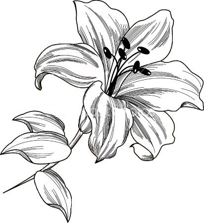 412x450 Pencil Illustration Day Lilly Lilies Drawing In Pencil Picture