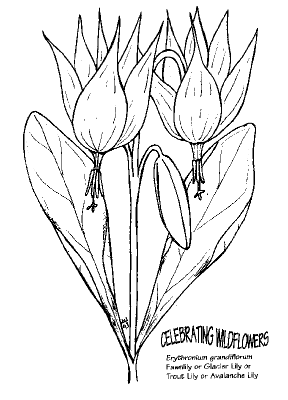 576x799 Umatilla National Forest