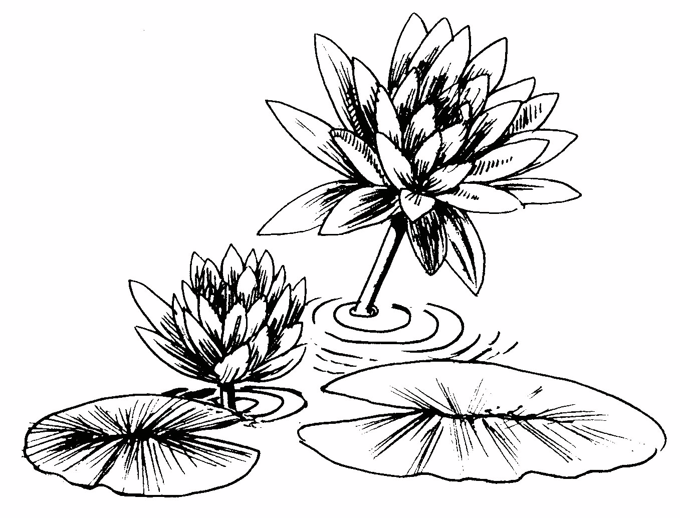 1357x1034 Water Lily Clipart Black And White