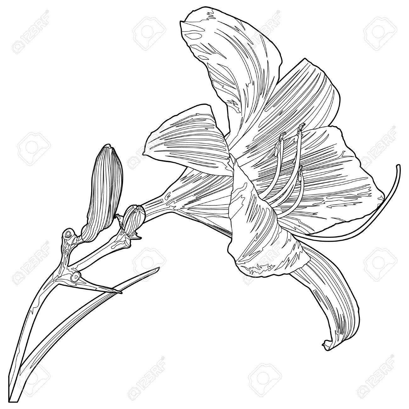 1300x1300 Yellow Lily Line Drawing Royalty Free Cliparts, Vectors, And Stock