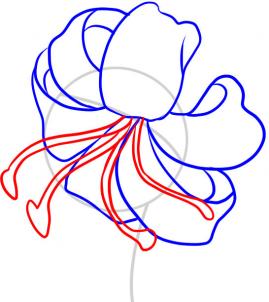 269x302 How To Draw A Tiger Lily Art Tigers, Drawings