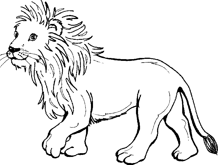 Line Drawing Lion at GetDrawings | Free download