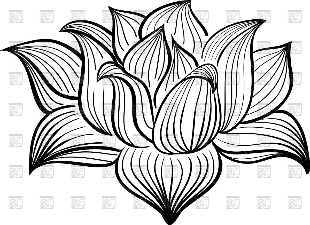 1200x871 Sketch Clipart Lotus Flower