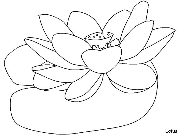 600x450 How To Draw Lotus Flower Coloring Pages Batch Coloring