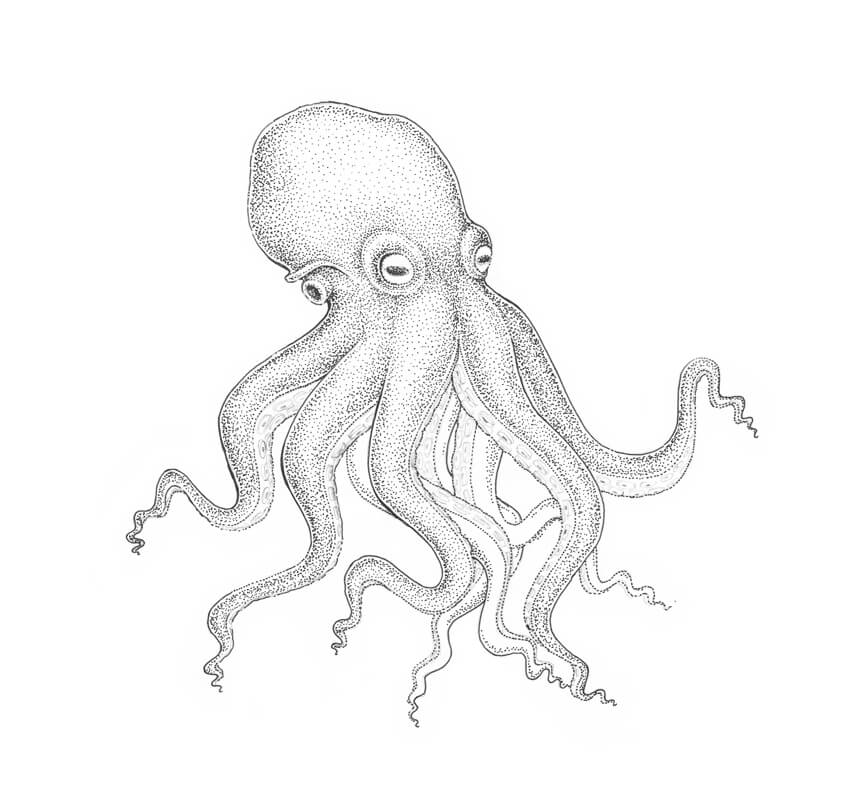 850x809 How To Draw An Octopus Step By Step