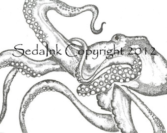340x270 Octopus Line Drawing