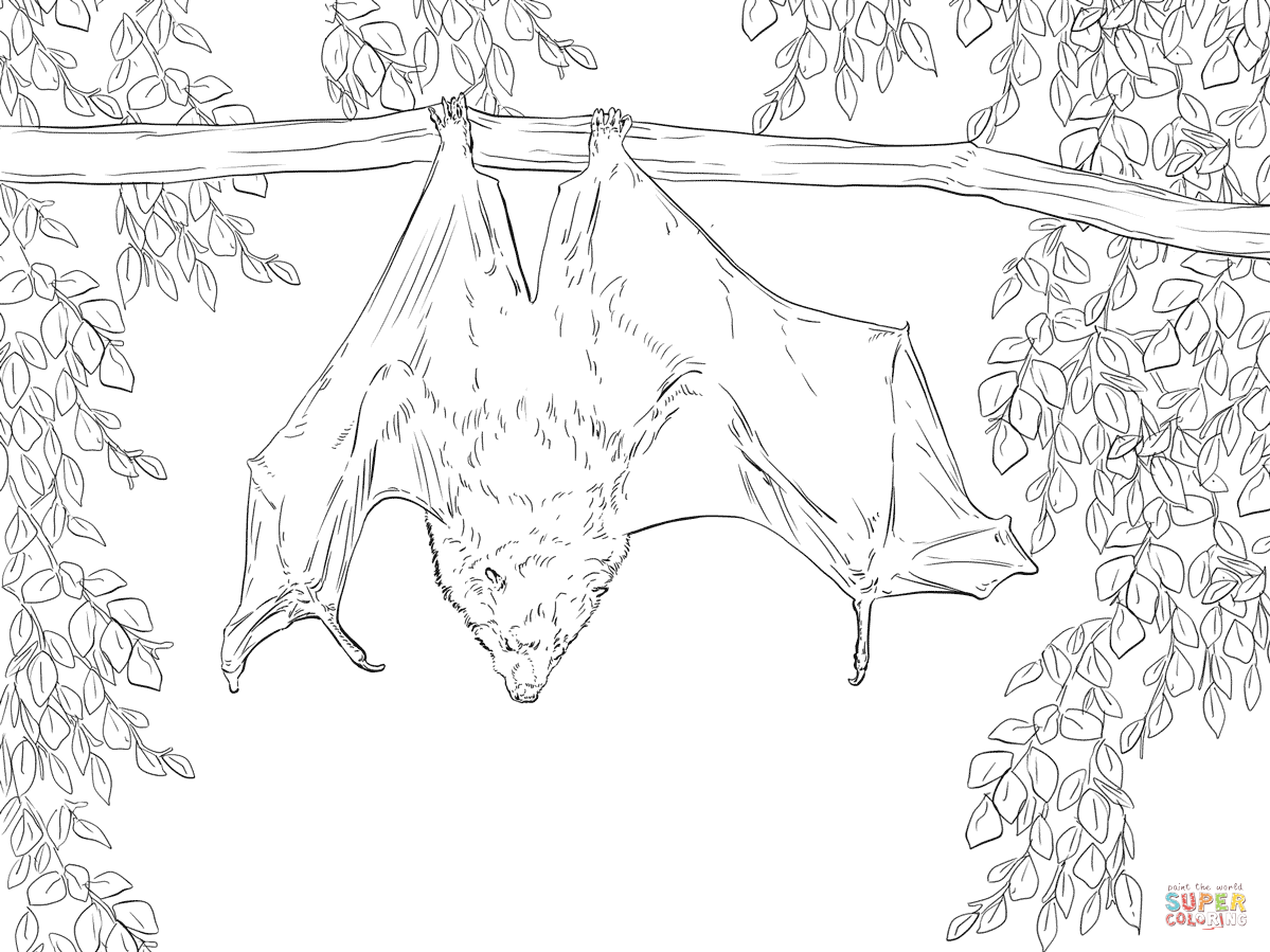 1199x899 Rodrigues Fruit Bat Coloring Page Free Printable Coloring Pages