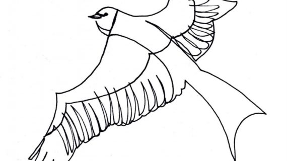 570x320 Drawings Of Birds How To Draw A Bird Step Step Birds Animals Free