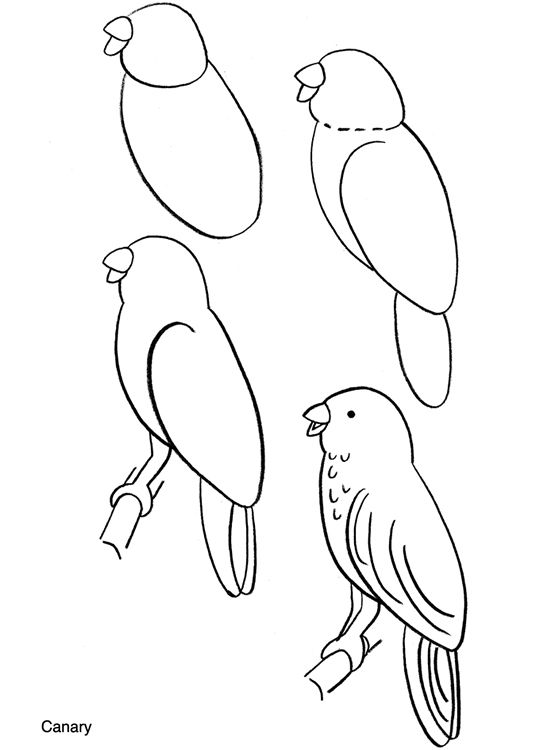 540x750 Drawn Brds Parrot