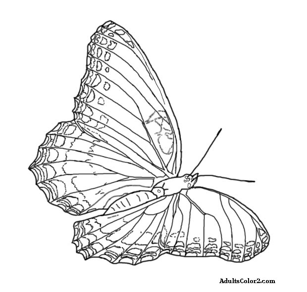 620x590 Butterfly Coloring Pages Airborne Art