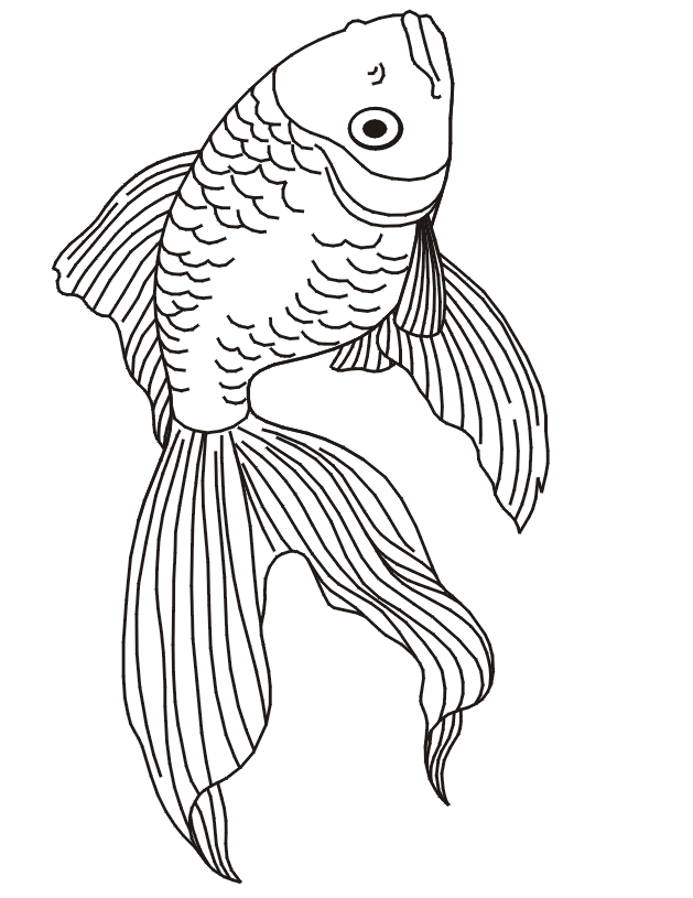 629x815 Drawn Goldfish Fish Line
