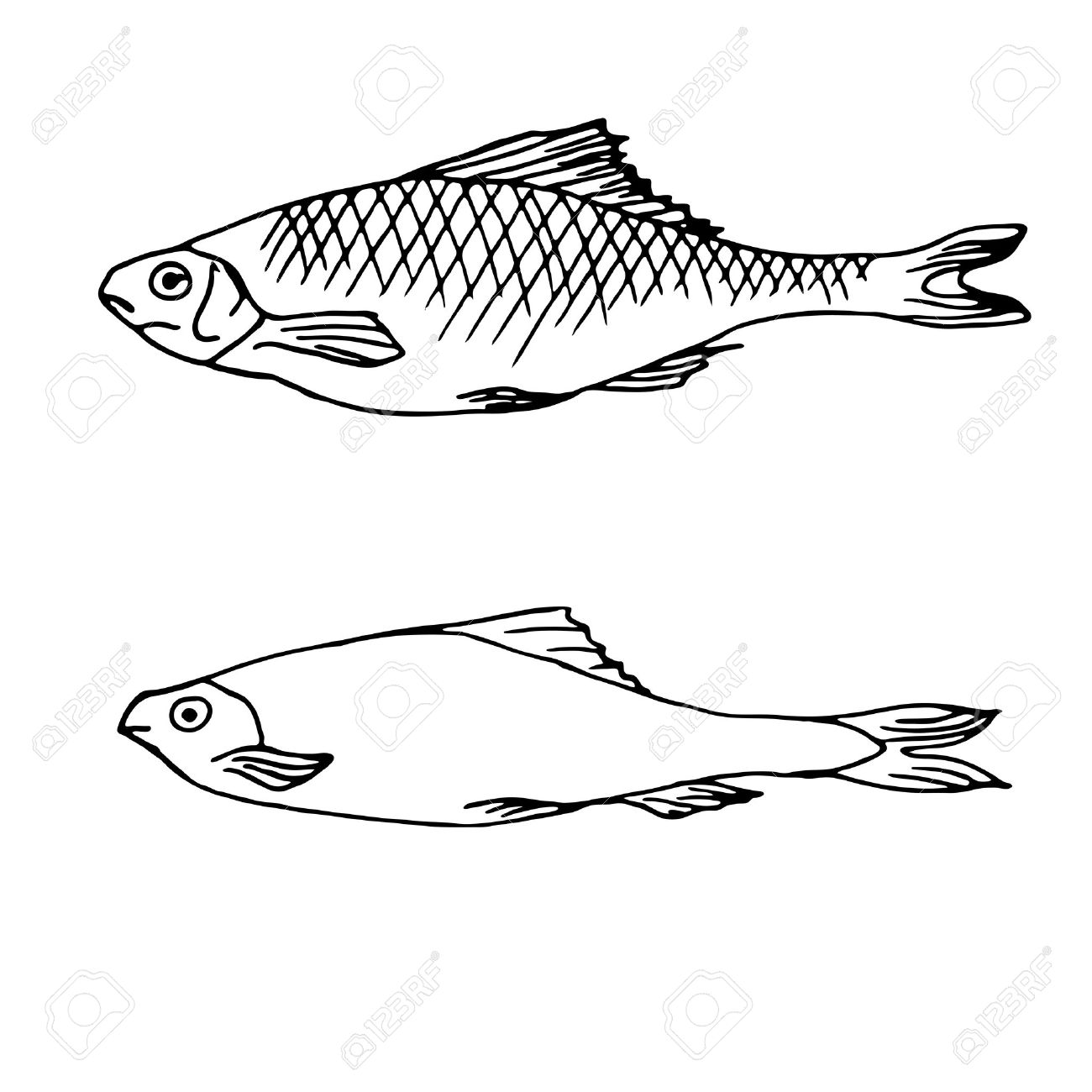 1300x1300 Hand Drawn Vector Illustrations Of Fish. Vector Illustration