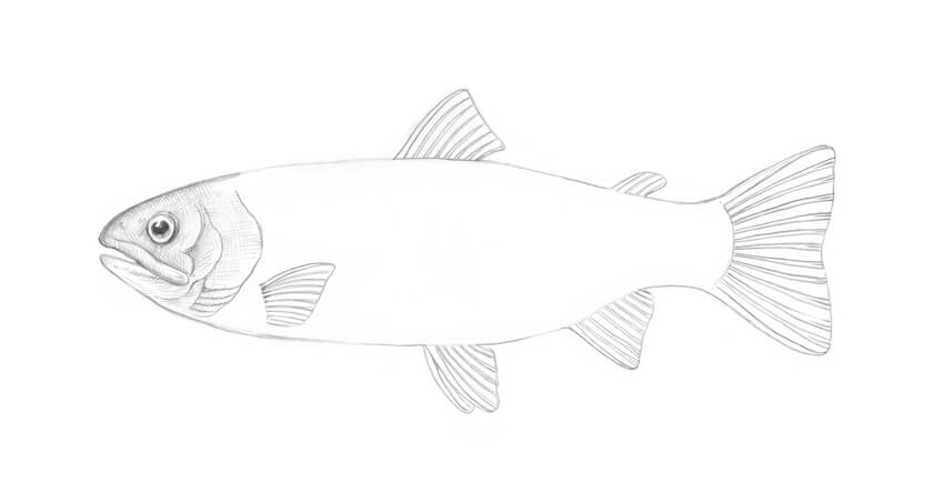 850x453 How To Draw A Fish