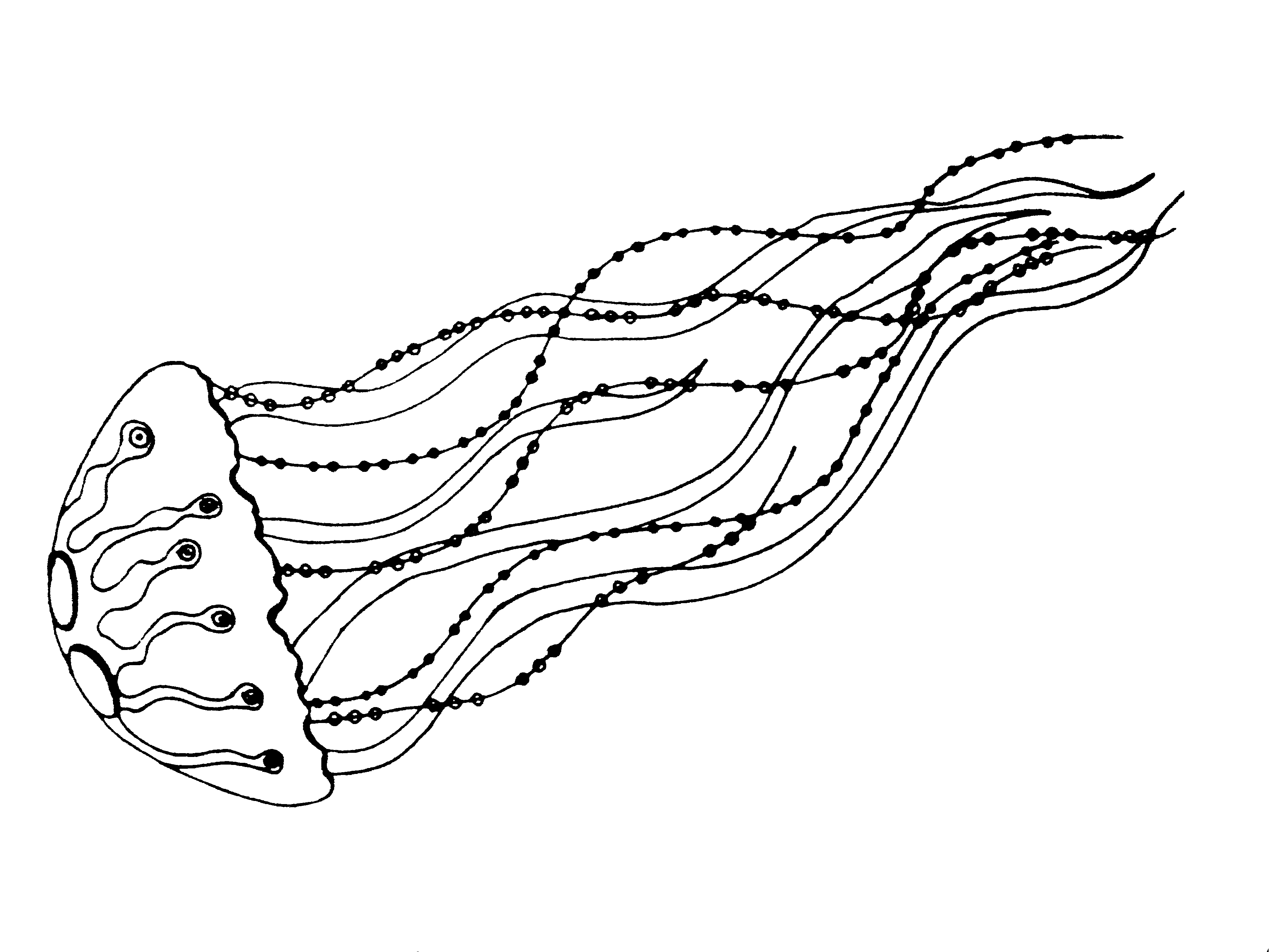 3664x2748 Jelly Fish Line Drawing