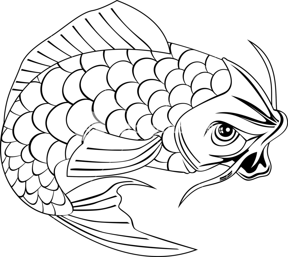 1000x893 Koi Carp Fish Jumping Line Drawing Royalty Free Stock Image