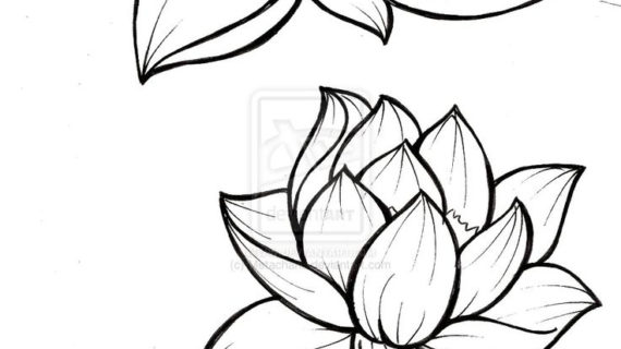 570x320 Lotus Flower Line Drawing Beautiful Lotus Flower Line Illustration