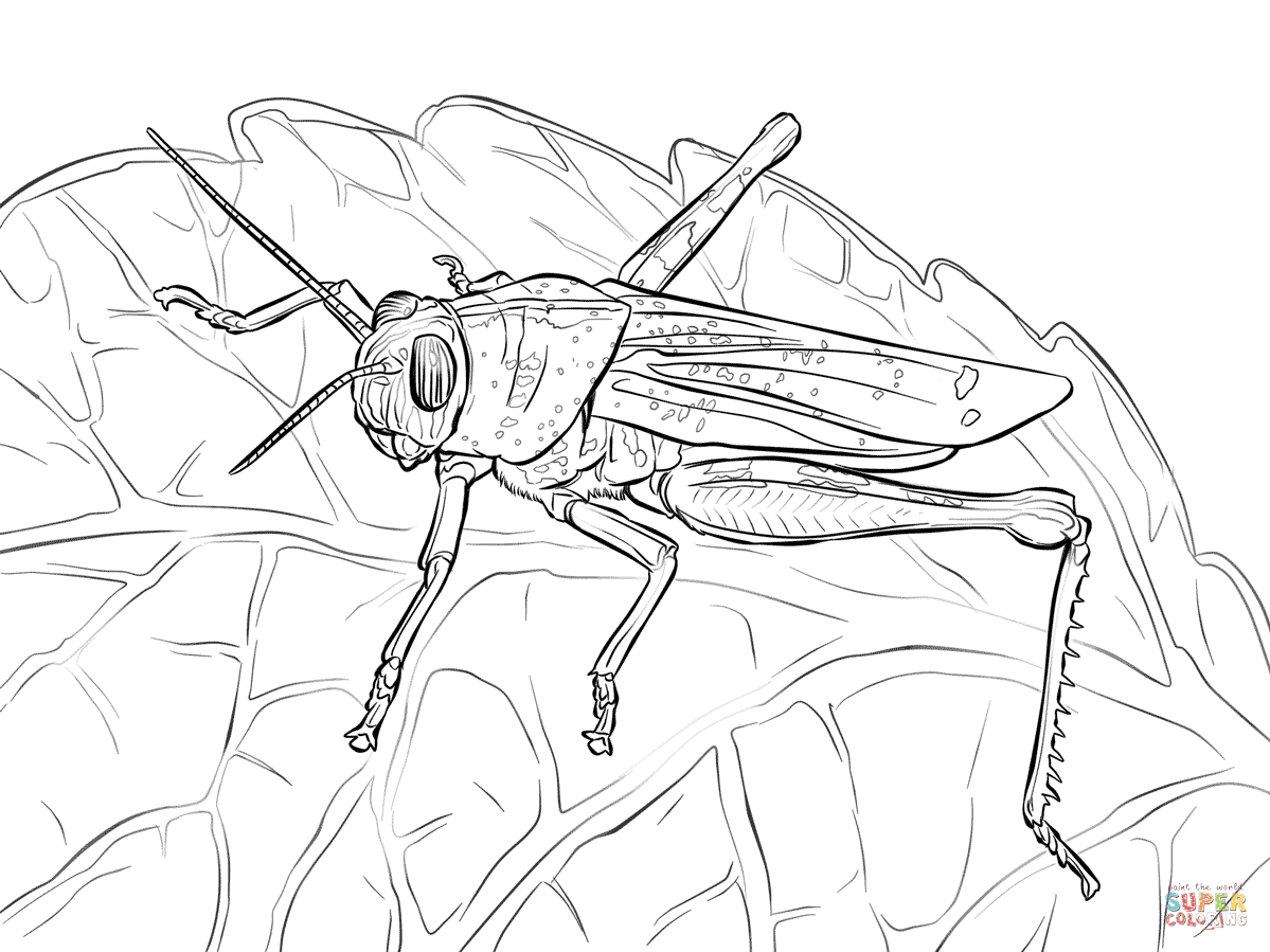 1199x899 Egyptian Grasshopper Coloring Page Free Printable Coloring Pages
