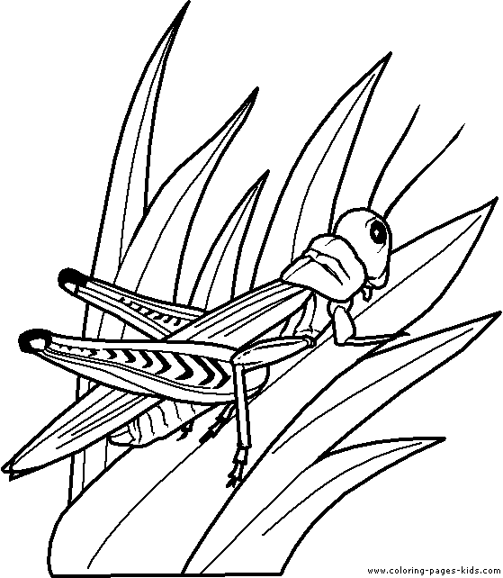 559x642 Grasshopper Color Page, Animal Coloring Pages, Color Plate